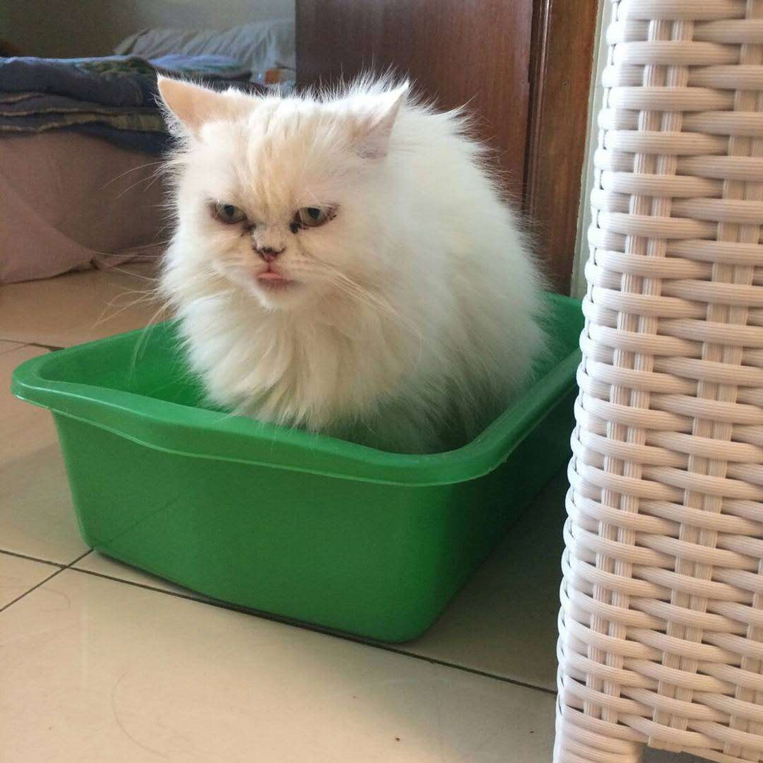 一岁多的猫得了猫瘟能治好吗,一岁的猫猫瘟可以治好么