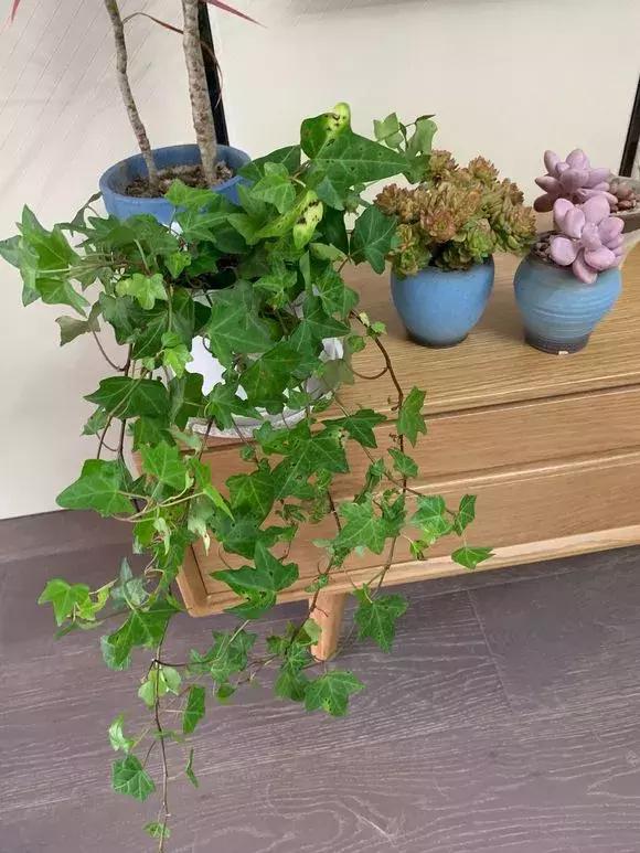 适合卧室养的助眠花,冬季助眠好养的花