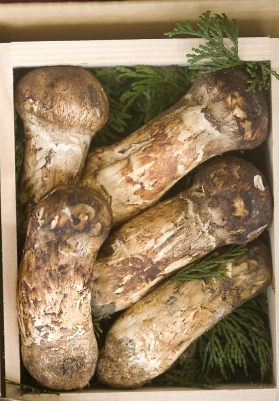 雅江松茸香吗,雅江松茸有多美