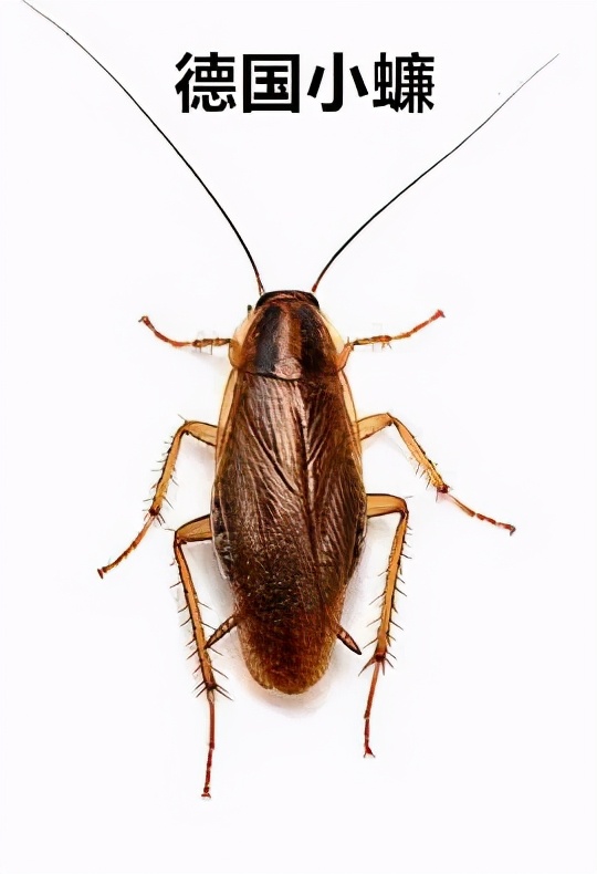 灭蟑螂最好的方法最简单的,灭蟑螂的方法可以消灭蚂蚁吗