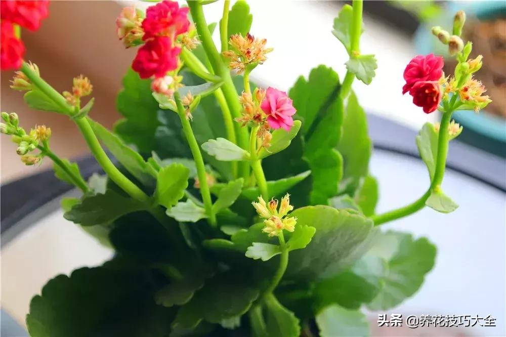 这4种花卉爱喝水浇水越多越旺盛,这几种花草浇水浇不对越养越不好