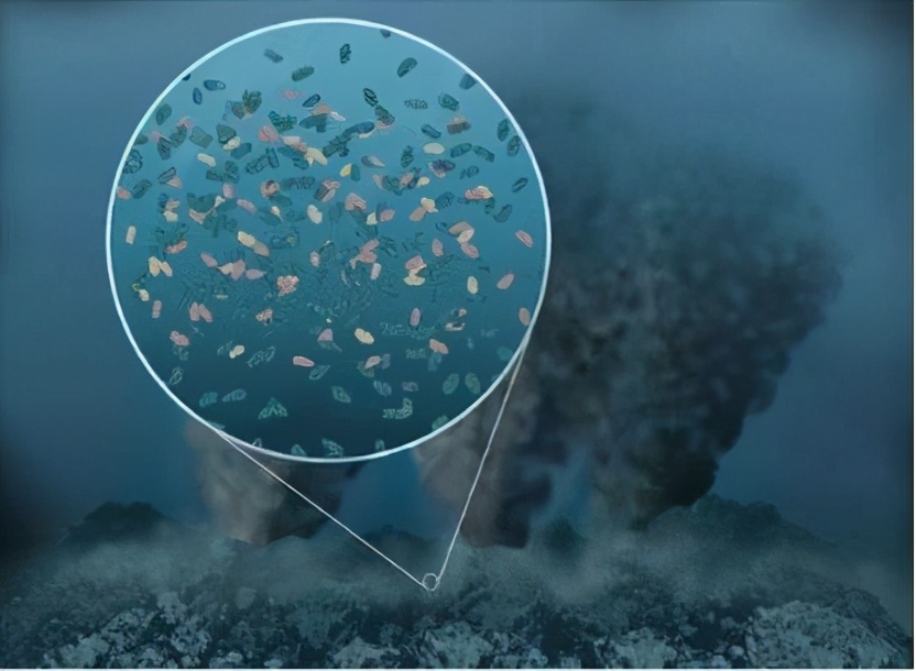 为什么雄性动物会争夺雌性配偶,雄性动物在一起会咋样