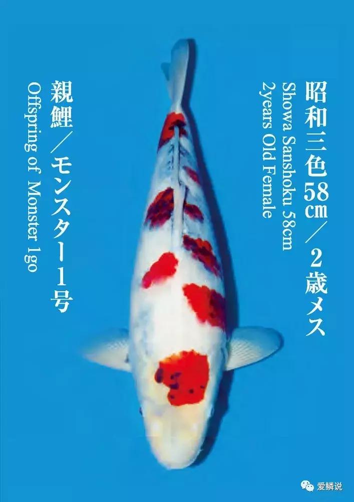 鲤界“老司机”的干货分享,少走弯路