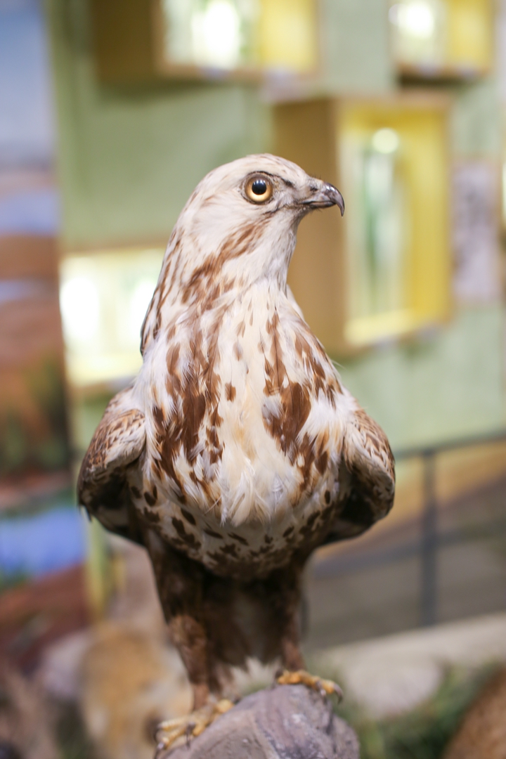 鸟类都会飞往南方过冬吗,鸟类全球迁徙