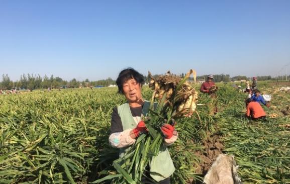 正宗黄姜药材亩产,黄姜做佐料时的用量