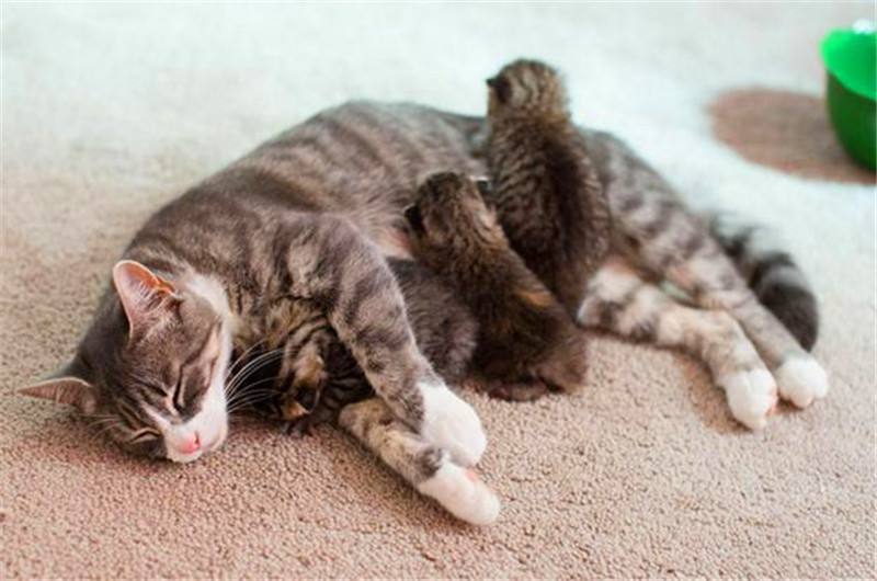 猫咪怀孕30天流产了怎么办,猫咪怀孕时铲屎官应注意什么