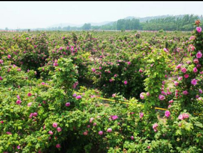济南几大怪,济南十大怪事件
