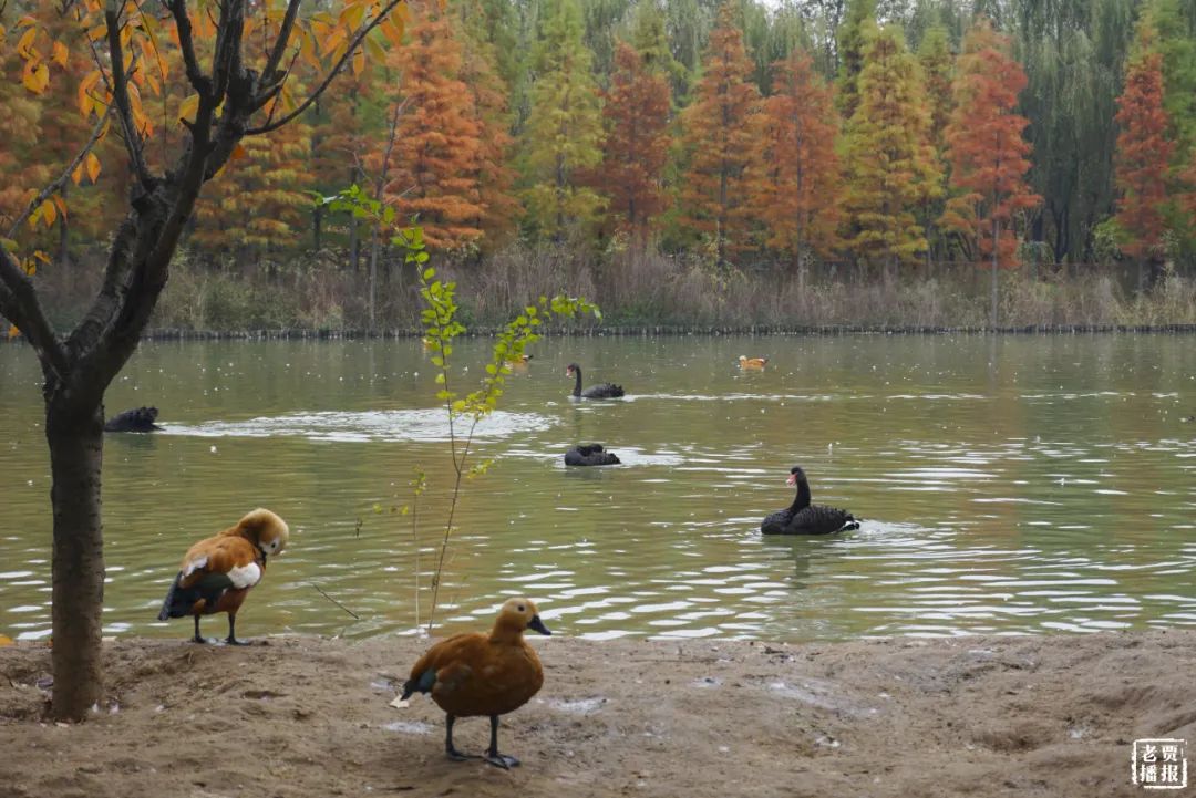 洛阳一大型网红公园免费开放,洛阳湿地公园网红打卡地