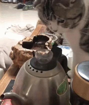 猫咪没坏心眼视频,猫咪没有坏心思在线阅读