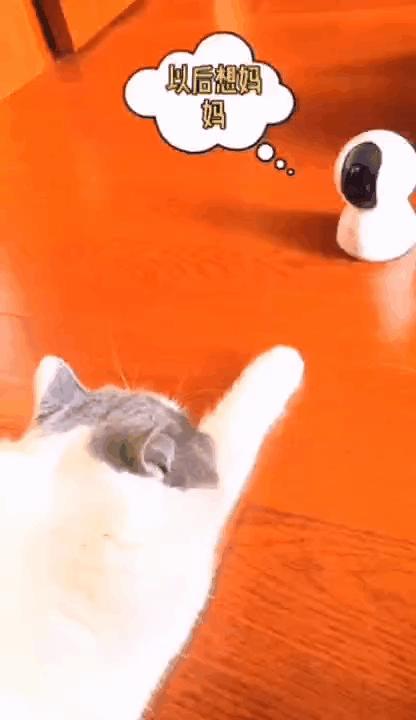 “因为一句话，我家猫在监控前守了一夜，彻夜未眠”