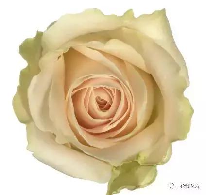 中国玫瑰大家族——雪山玫瑰详解（二）