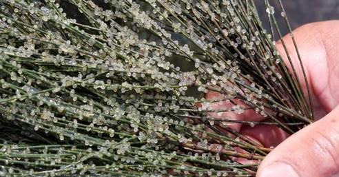 精品皮球珍珠金鱼图片,龙睛珍珠鳞金鱼