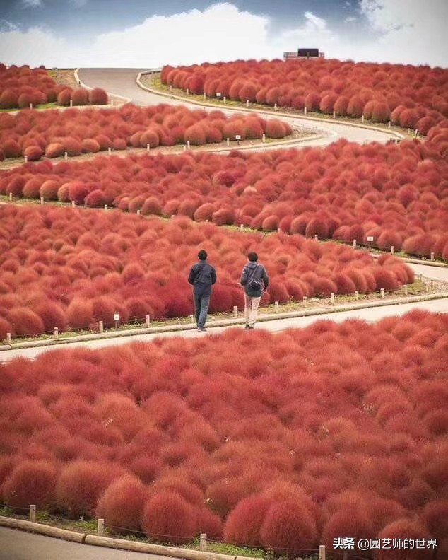 红色地肤草的种植方法,红地肤怎么养