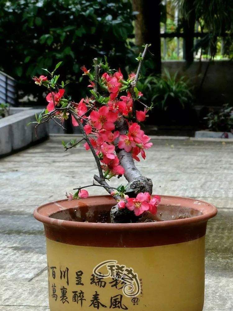 红肥绿富竞芳菲，海棠花开正当时。,咏海棠花/文