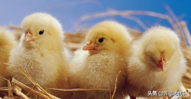 孵化小鸡的技术,现代孵化小鸡技术全教程