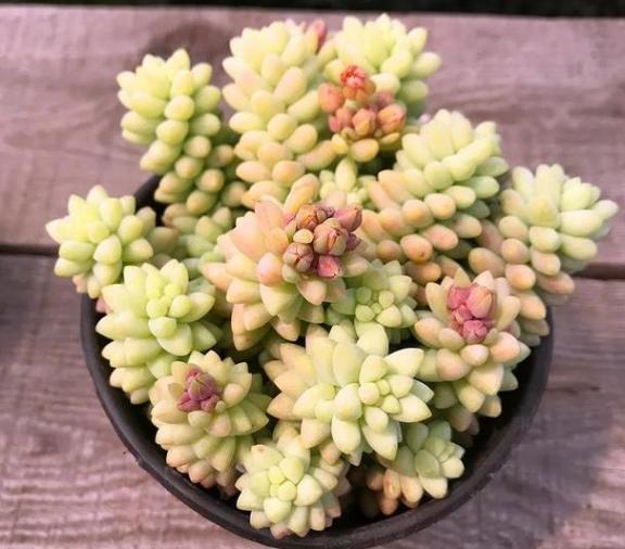 新玉缀多肉怎么扦插,玉缀叶插几天可以生根