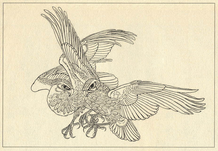 白描鹰技法基础入门,工笔画素材白描鹰图漂亮