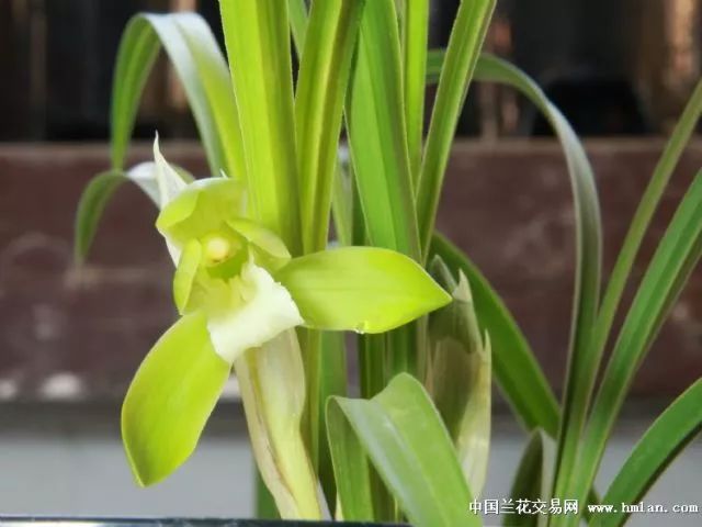 兰根越长越多越好吗,兰根的正确使用方法