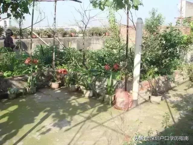 登革热夺走20多条生命,登革热是典型的儿童疾病吗