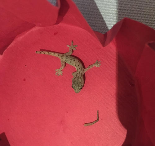 壁虎为什么是不死之身,壁虎守宫有毒吗