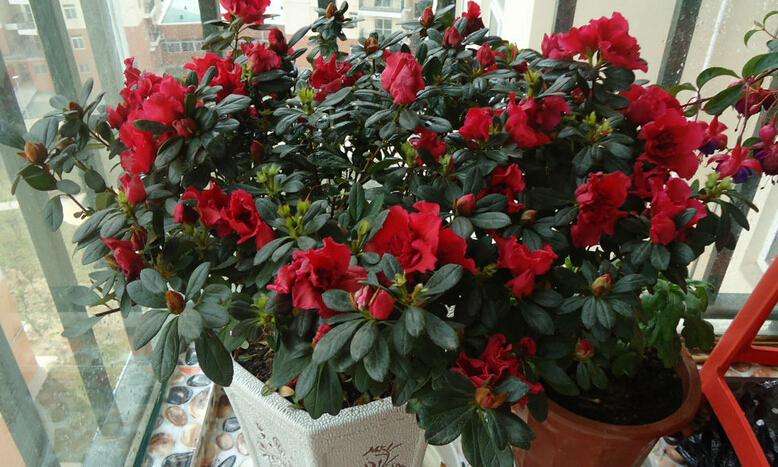 杜鹃花怎么养叶子不发黄,杜鹃花怎么养叶子才绿得快