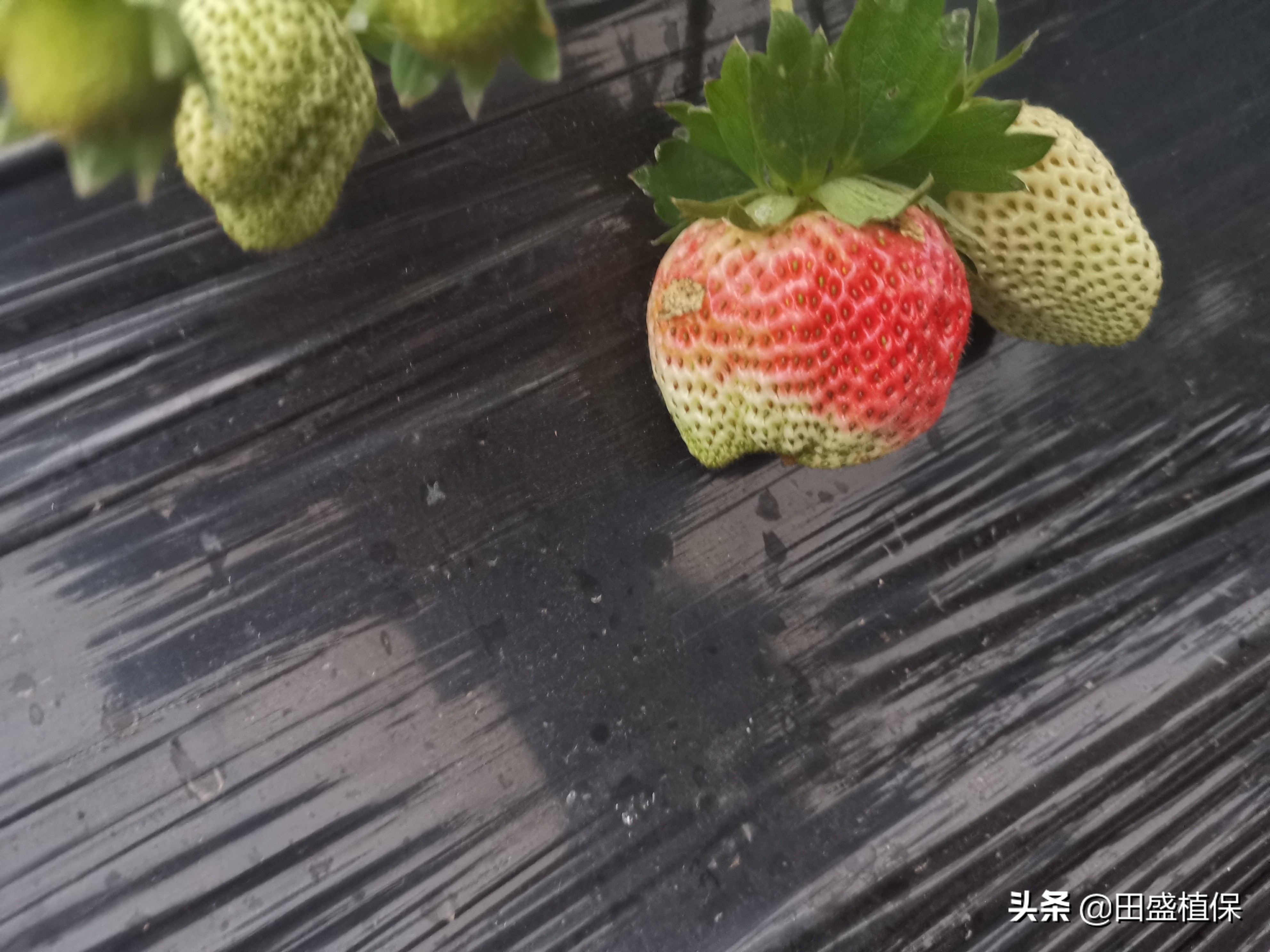 草莓种植离不开精准科学管理,草莓优质高产种植方案之病虫害