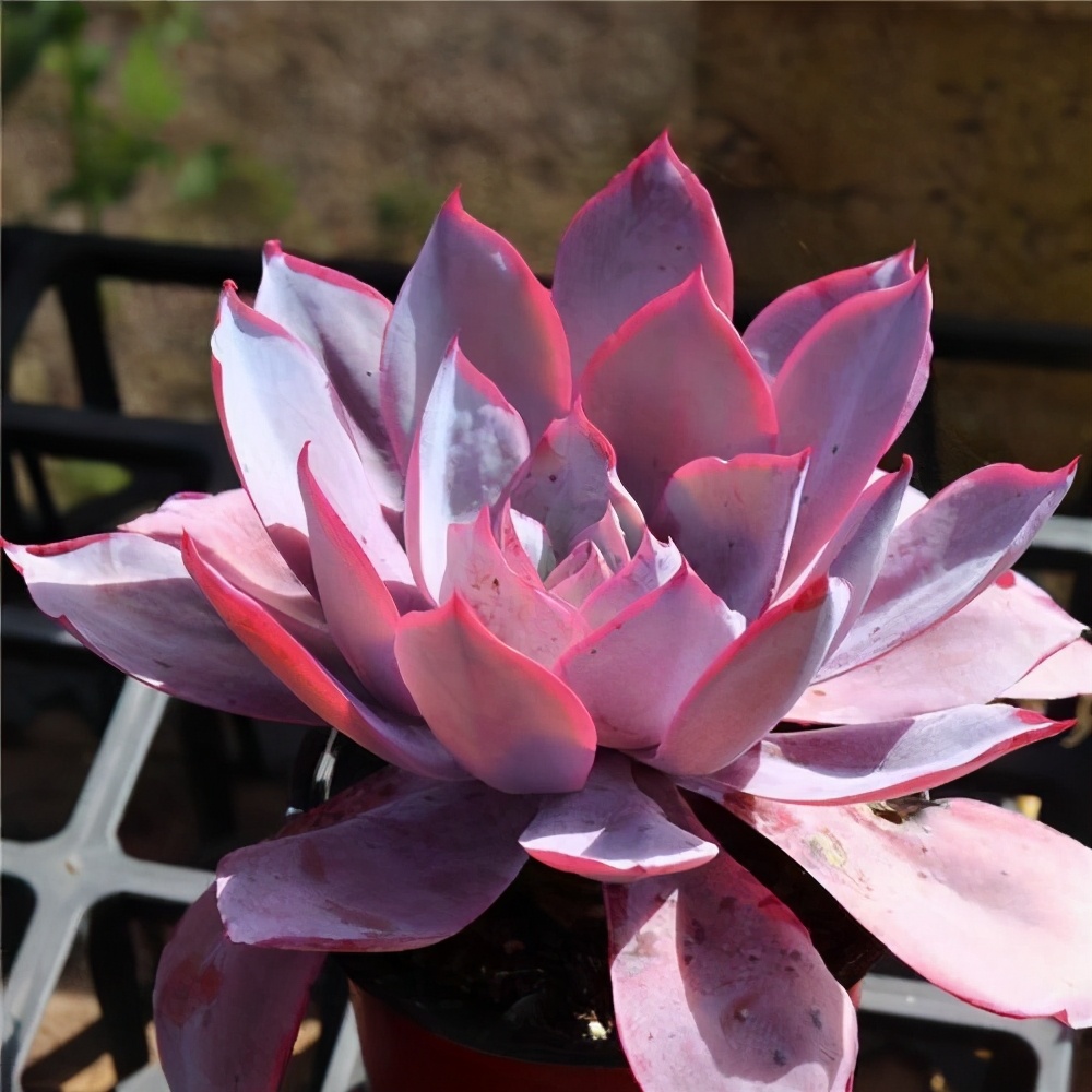 10种多肉天生爱徒长，不能“宠”着养，虐一虐才漂亮