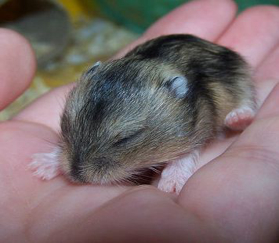 可伶仓鼠不慎骨折,不想事后诸葛亮,这四个预防措施很管用!