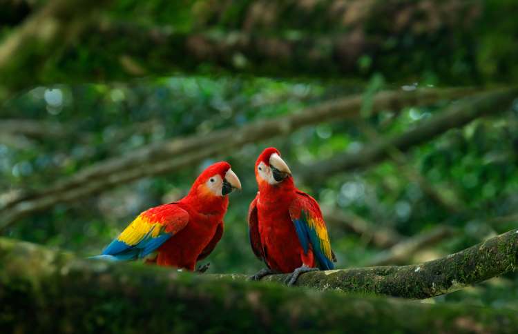 世界上十二种颜色华丽的动物,令人惊艳的17种动物绝对罕见