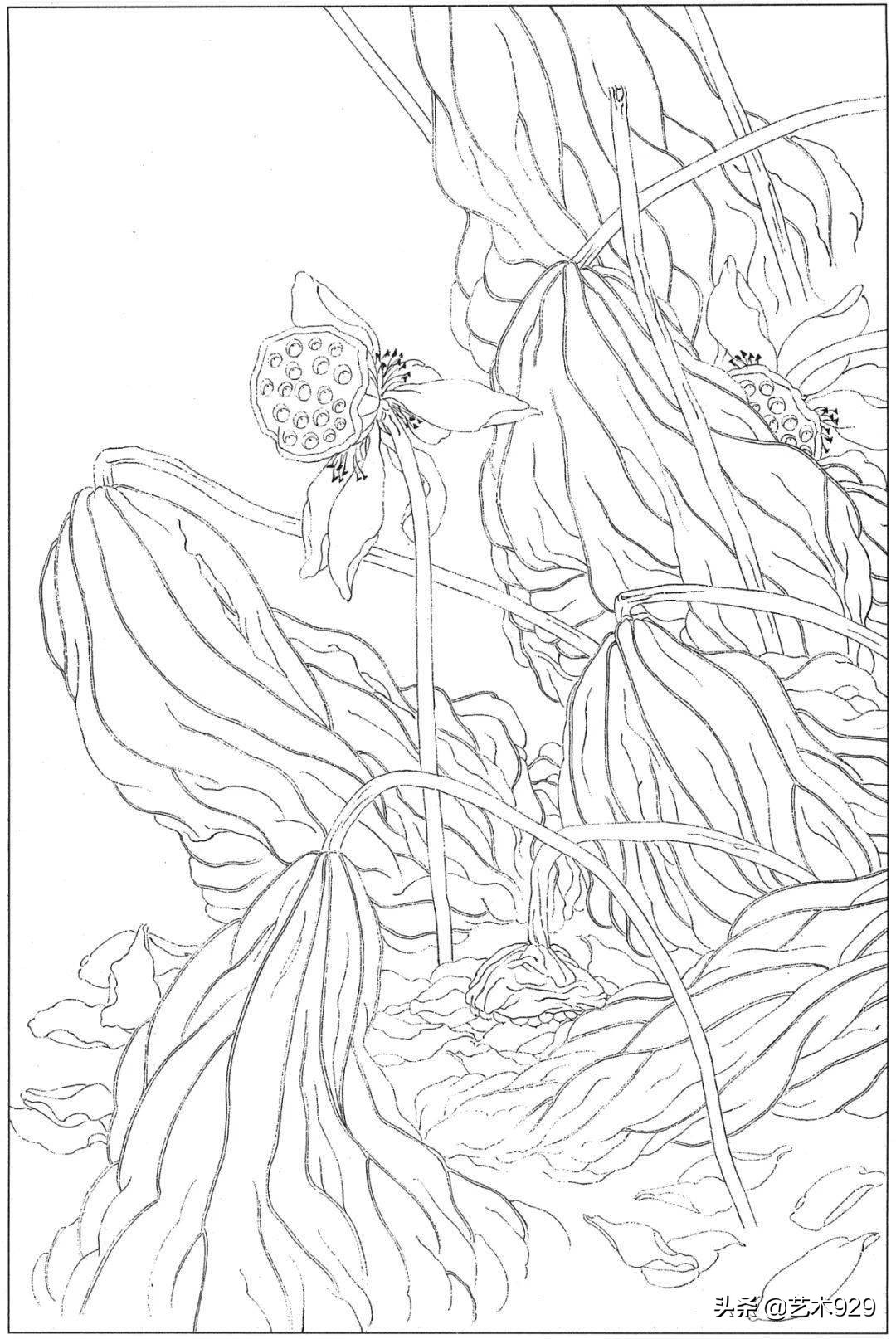 适合初学者的荷花白描画稿,荷花小品实用白描画稿