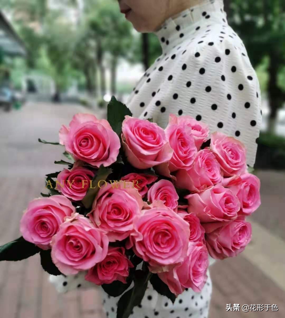 玫瑰品种品鉴,玫瑰花品鉴