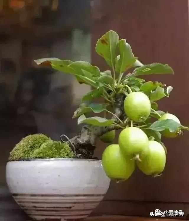 推荐36种好养的盆景植物,茶桌上养什么盆景植物