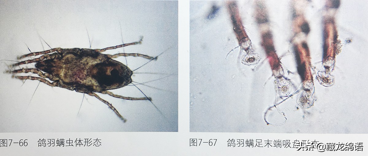 操作绝不输当代—看老一辈面对鸽病时如何止损