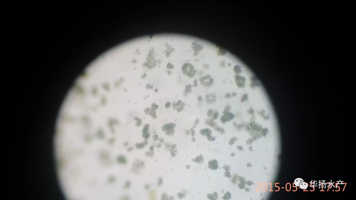 蓝藻水华介绍,蓝藻水华功效与作用