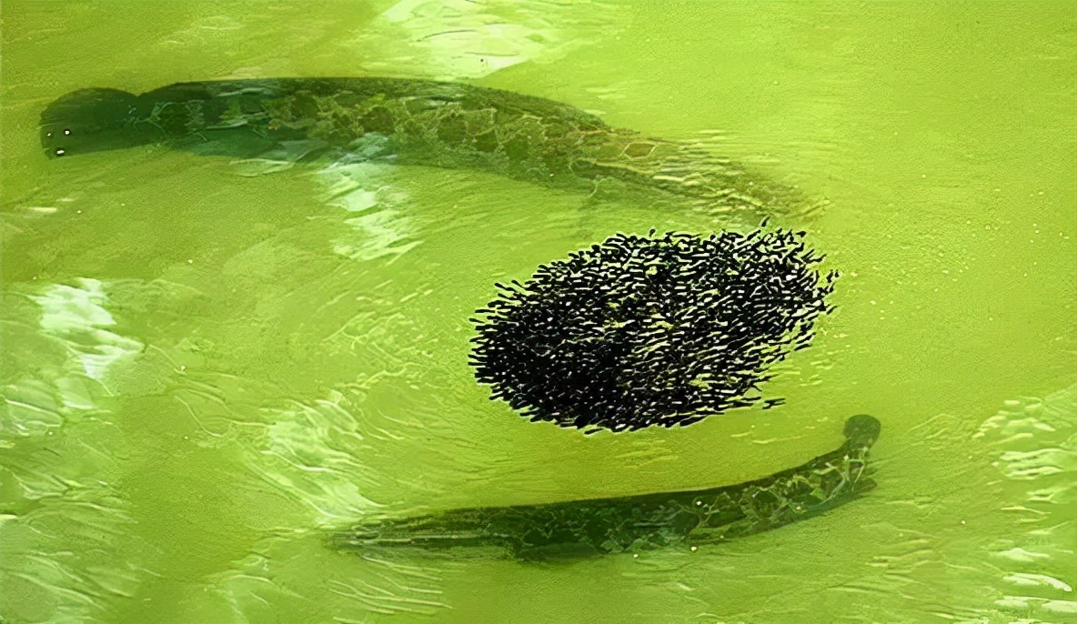 淡水鱼种类黑鱼图片,淡水鱼介绍系列之十七乌鳢