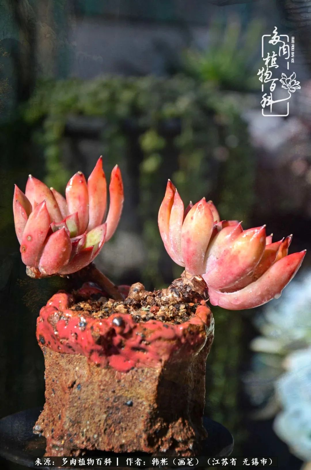 听音乐赏多肉,听音乐赏花赏美景