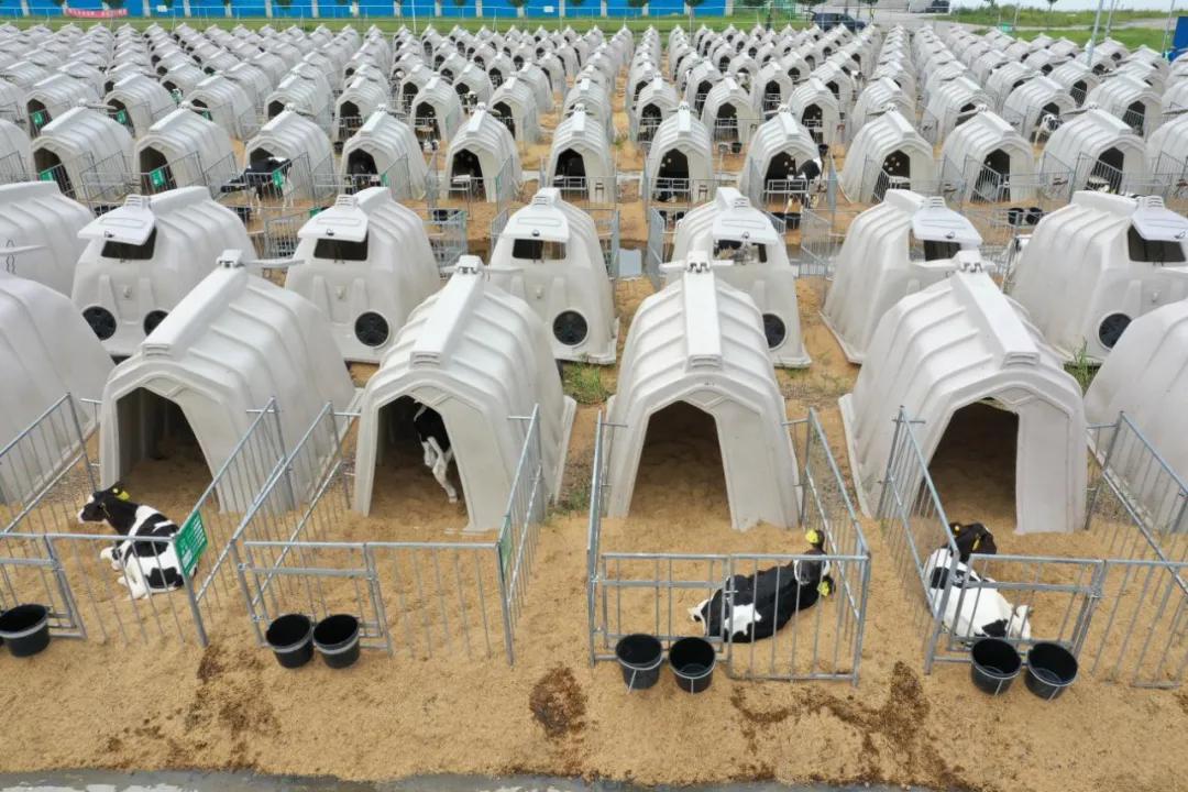 一头奶牛的自述,一头奶牛全年平均产多少斤奶