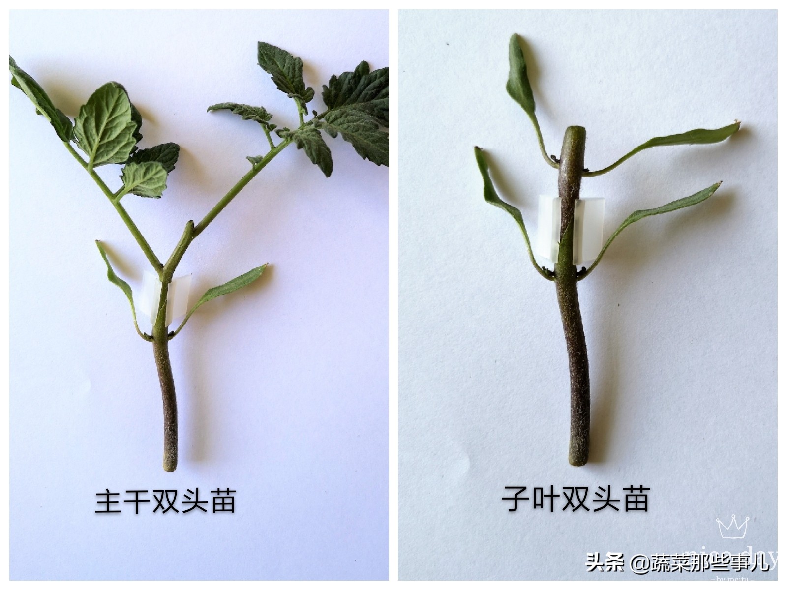 嫁接番茄苗技术,嫁接番茄方法视频