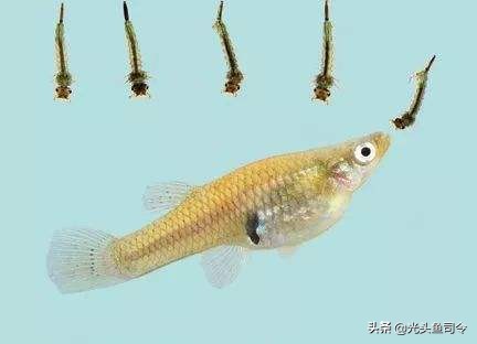 北美食蚊鱼入侵我国,食蚊鱼入侵危害如何防治