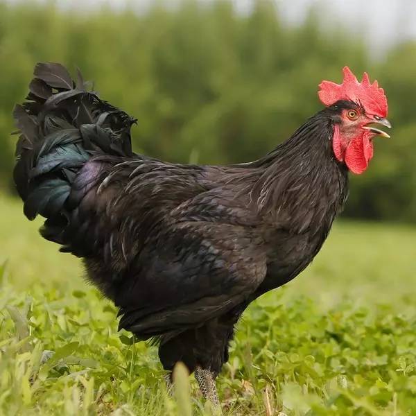 即便你经常吃，但是关于鸡你真的知道很多吗？