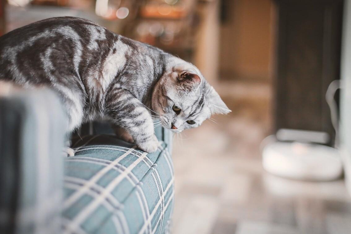 适合新手养的猫咪美短,美短虎斑猫优点和缺点