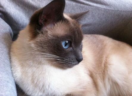 新手养猫可以养暹罗猫吗,养猫新手指南暹罗猫