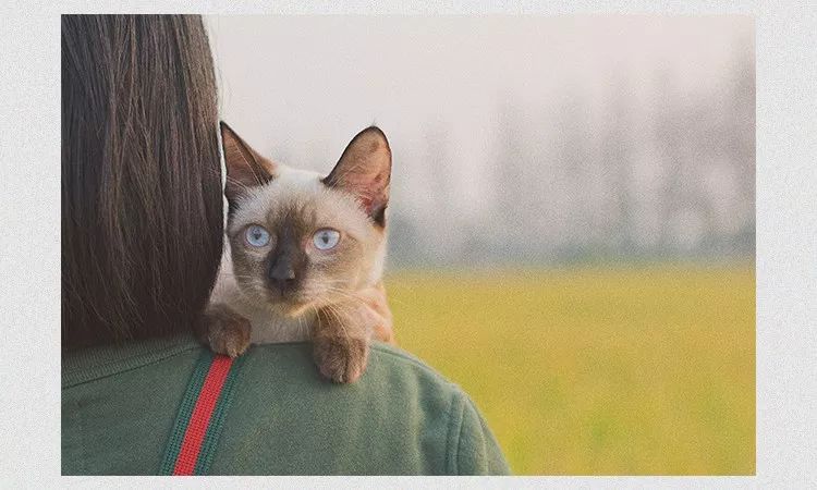 “情人节，男朋友送了我一头羊，现杀的”