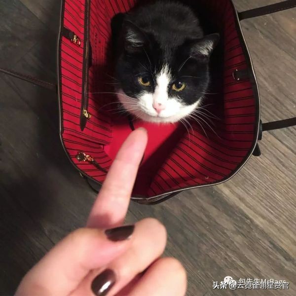 大家的包包和宠物,都太可爱了!