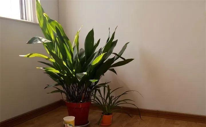 养花新手不知道养什么，就选这几种植物，轻松养爆盆