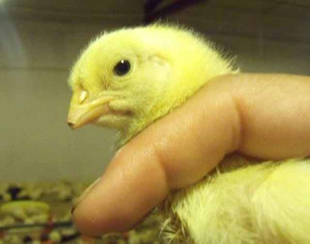 鸡互啄的最佳防治方法,鸡群喜欢啄毛怎么处理