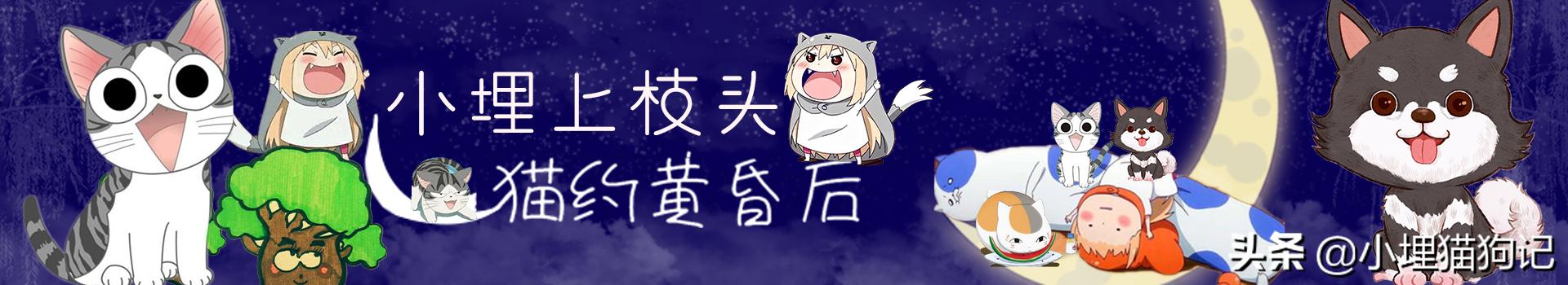 猫怀孕期怎么样的,萌宠指南猫怀孕