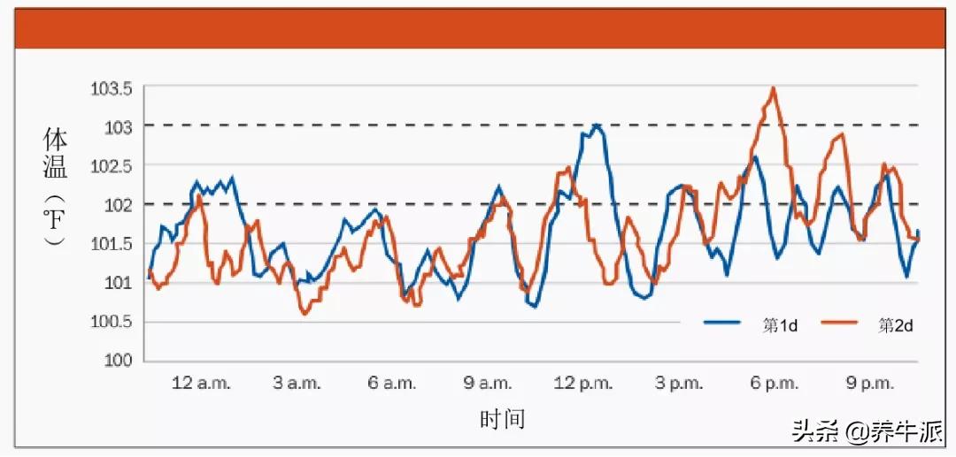 奶牛体温的起起伏伏