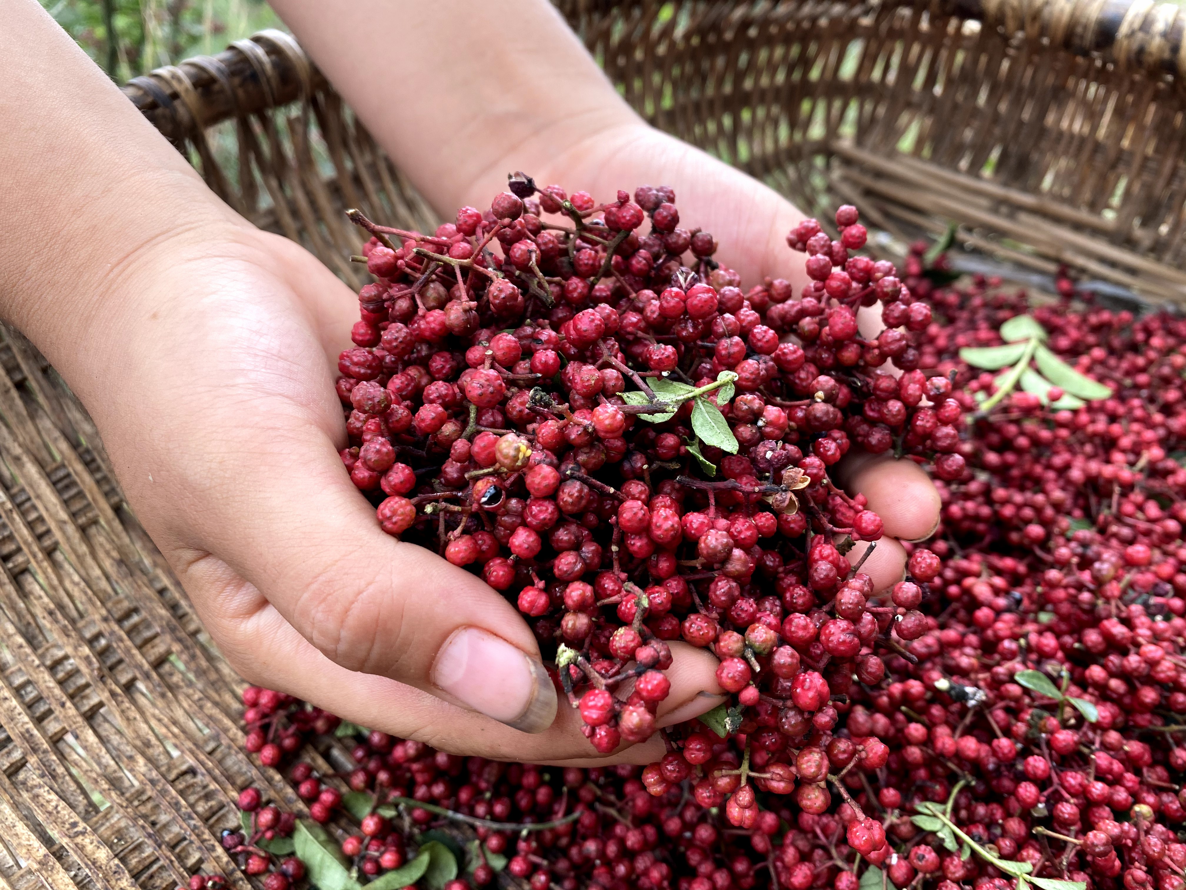 煮猪肉排骨用啥料,怎么炖排骨肉好吃易烂熟