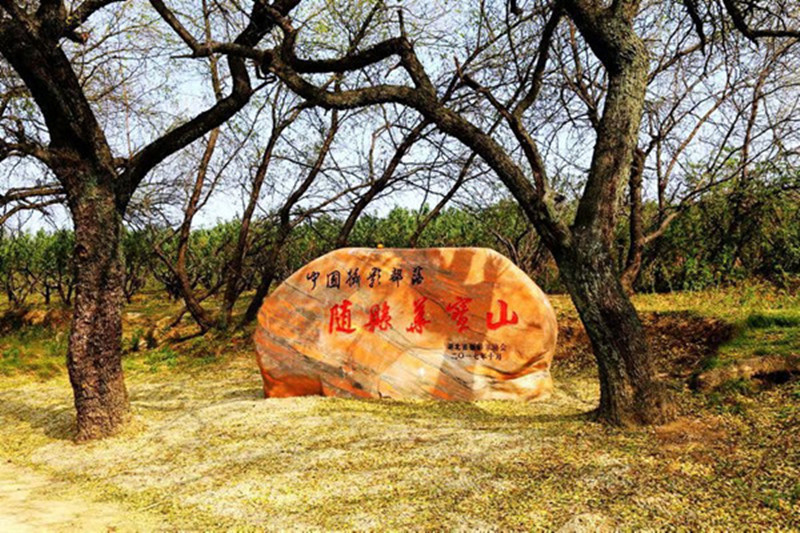 古枣林，古村落……湖北随县华宝村“红玉”飘香，值得你来看